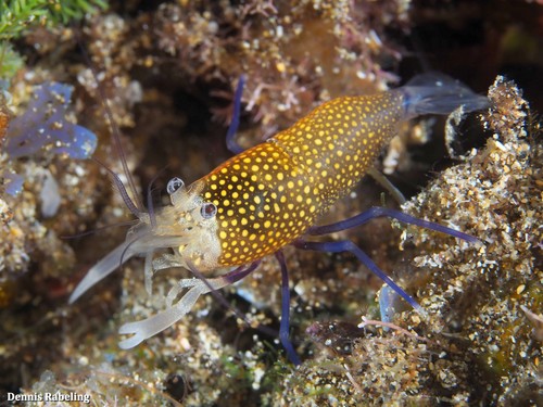 Gnathophyllum elegans (Risso, 1816)