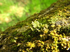 Cryphaea heteromalla