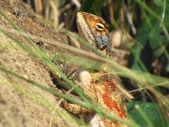 Agama aculeata distanti
