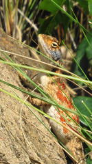 Agama aculeata distanti