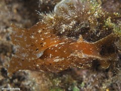 Aplysia depilans