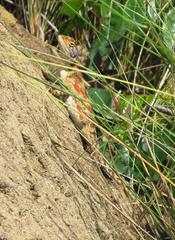 Agama aculeata distanti