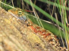 Agama aculeata distanti