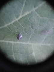 Psyllobora bicongregata