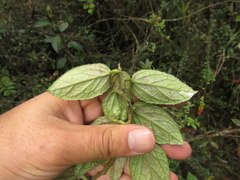 Anchietea frangulifolia