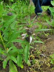 Monarda clinopodioides