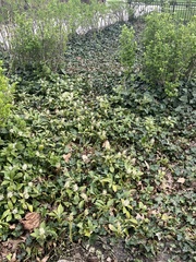 Pachysandra terminalis