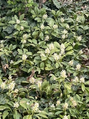 Pachysandra terminalis