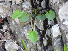 Phyteuma scheuchzeri