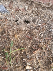 Lasius neglectus