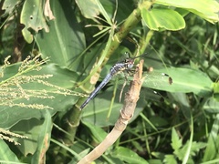 Libellulidae