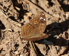 Junonia natalica