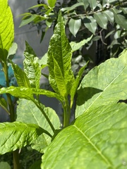 Phytolacca americana