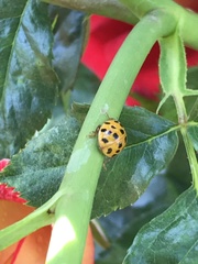 Harmonia axyridis
