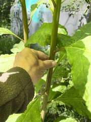 Phytolacca americana