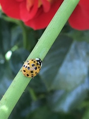 Harmonia axyridis