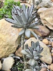 Kalanchoe tomentosa