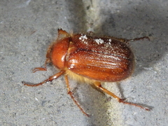 Holochelus