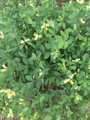 Baptisia nuttalliana
