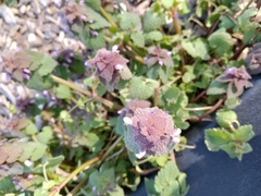 Lamium purpureum