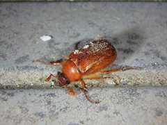 Holochelus
