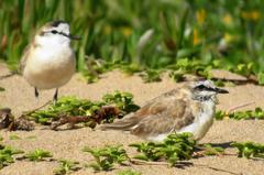 Charadrius marginatus arenaceus