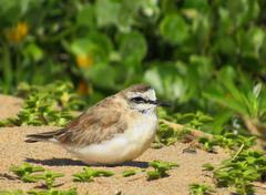 Charadrius marginatus arenaceus