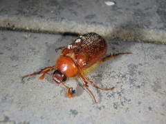 Holochelus