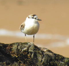 Charadrius marginatus arenaceus