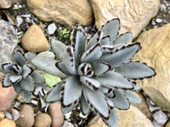 Kalanchoe tomentosa