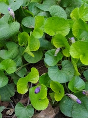 Viola odorata
