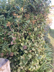 Metrosideros fulgens