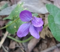 Viola odorata