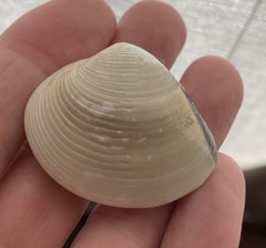 Meretrix lyrata