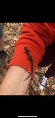 Plethodon dixi