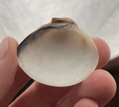 Meretrix lyrata