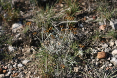 Helichrysum anomalum