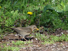 Turdus merula