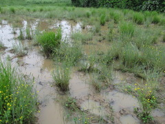 Alopecurus carolinianus