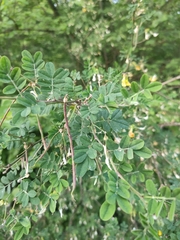 Hippocrepis emerus emerus