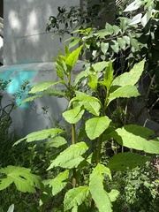 Phytolacca americana