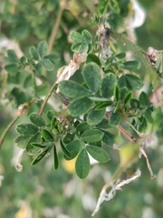 Hippocrepis emerus emerus