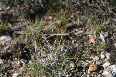 Helichrysum anomalum