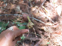 Epidendrum tortipetalum
