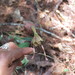 Epidendrum tortipetalum - Photo (c) Leticia Soriano Flores, algunos derechos reservados (CC BY-NC), subido por Leticia Soriano Flores
