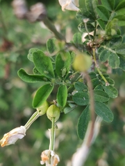 Hippocrepis emerus emerus