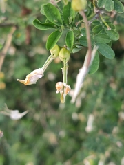 Hippocrepis emerus emerus