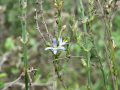 Carlowrightia parviflora