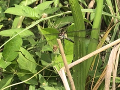 Libellulidae