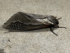 Abantiades argentata